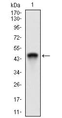 RING1 Antibody (aa79-263, clone 8E8A2)