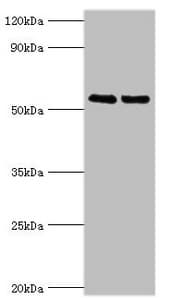 TRIM27 Antibody (aa214-513)