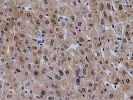 VWA5A Antibody (clone OTI1E9)