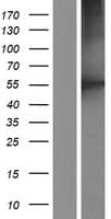 CORO2B Protein (Over-Expression Lysate Myc-DDK (Flag))