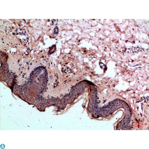 CASP1 / Caspase 1 Antibody