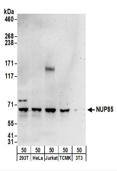 NUP85 / Pericentrin 1 Antibody (aa1-50)