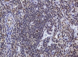 ZSCAN18 / ZNF447 Antibody (clone OTI4D1)