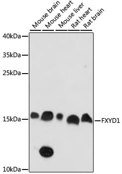 Polyclonal Rabbit anti-Human FXYD1 / Phospholemman Antibody (WB)