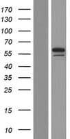 FOXN3 / CHES1 Protein (Over-Expression Lysate Myc-DDK (Flag))