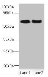 NFIA / Nuclear Factor 1 Antibody