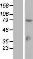 MAGEA9 Protein (Over-Expression Lysate Myc-DDK (Flag))