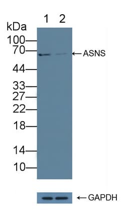 ASNS Antibody (aa213-536)