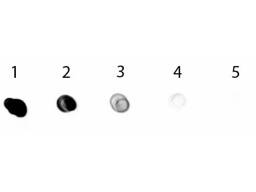 Mouse Anti-Rabbit IgG Secondary Antibody (AP)