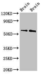 WASF1 / WAVE Antibody