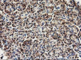 CLPP Antibody (clone OTI1C7)