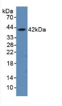 AHSP / EDRF Antibody