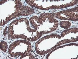 PSMA6 Antibody (clone OTI7C2)