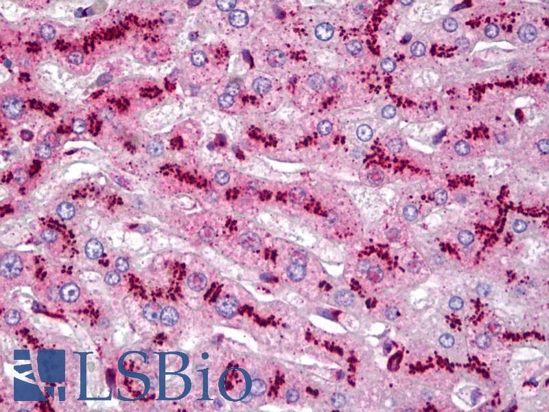 IHC-plus™ TGN46 / TGN38 Antibody (aa200-350)