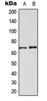Polyclonal Rabbit anti-Human CDKL3 Antibody (Internal, IHC, WB)
