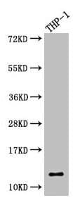 Polyclonal Rabbit anti-Human CSTA / Cystatin A Antibody
