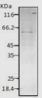 HSPD1 / HSP60 Antibody