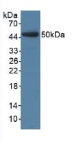 BMP4 Antibody (aa25-201)
