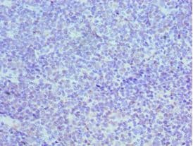 MCM3 Antibody (aa1-295)
