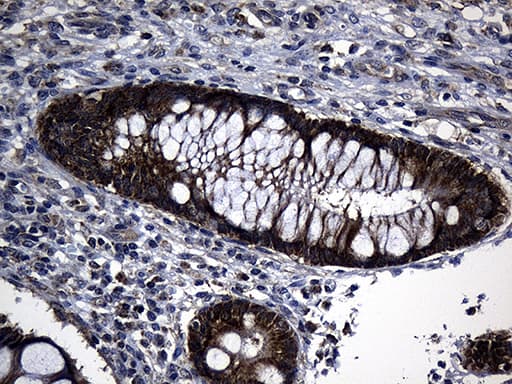 KIAA1970 / EARS2 Antibody (clone OTI2C1)