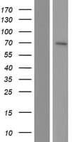 NT5C1B Protein (Over-Expression Lysate Myc-DDK (Flag))
