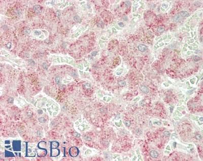 IHC-plus™ LIPC / Hepatic Lipase Antibody (aa290-339)