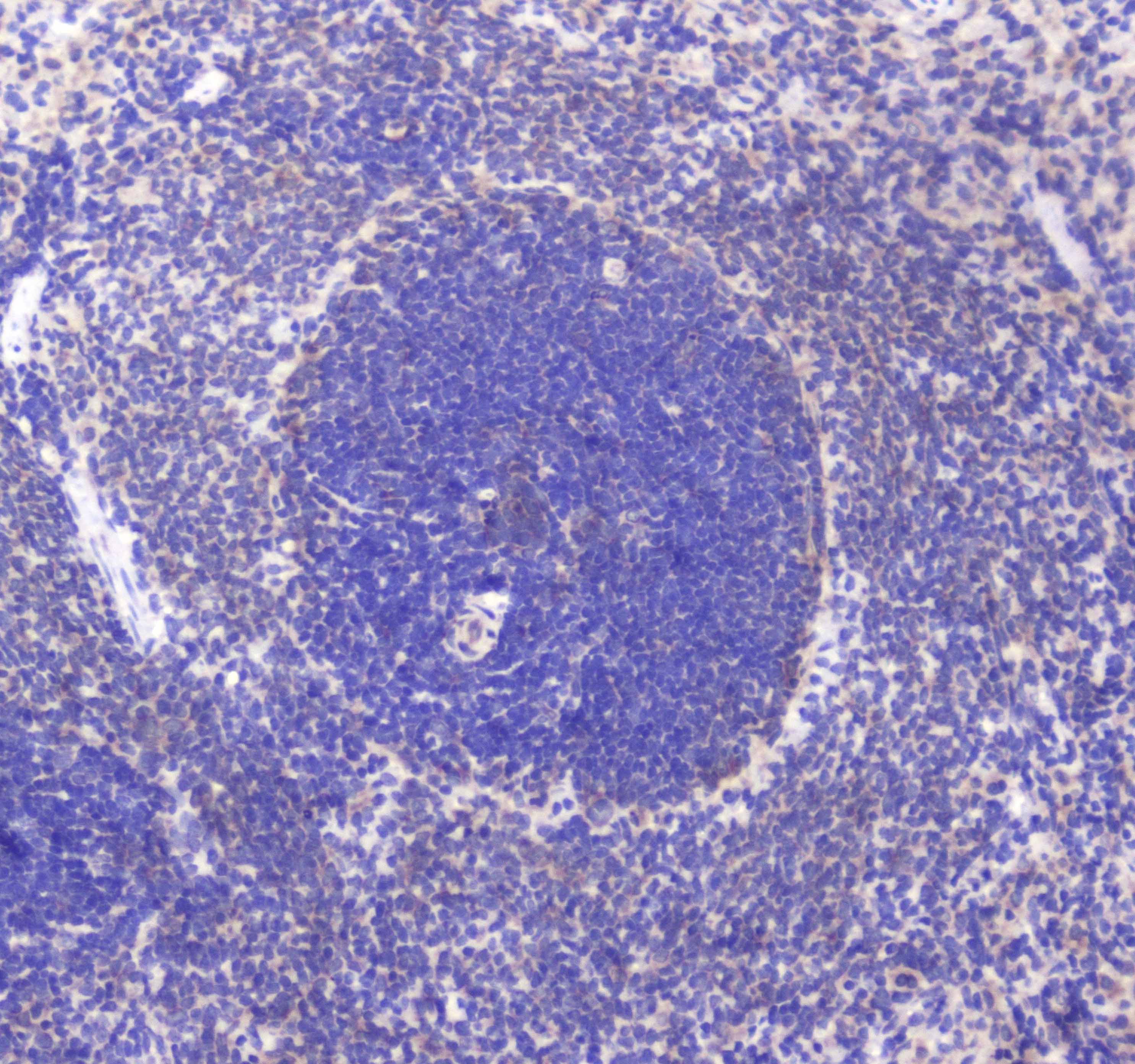 CD80 Antibody