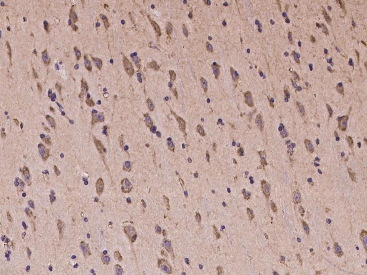 PCDH18 Antibody