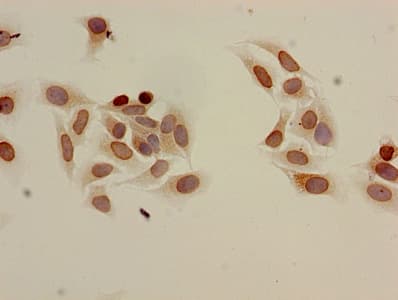 HIST1H3A Antibody