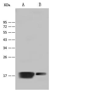 Polyclonal Rabbit anti-Mouse MYL2 Antibody (IHC, WB)