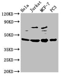 Polyclonal Rabbit anti-Human PA2G4 / EBP1 Antibody (IHC, WB)