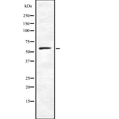 CARD9 Antibody