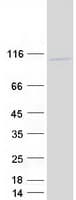 Human NIRF / UHRF2 Protein (Recombinant Myc-DDK (Flag))
