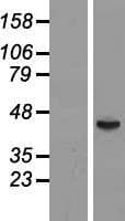 Human FUT6 Protein (Over-Expression Lysate Myc-DDK (Flag))