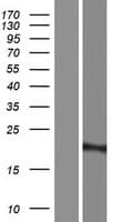 Human RPL23A Protein (Over-Expression Lysate Myc-DDK (Flag))