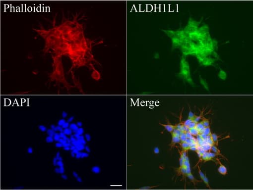 Monoclonal Mouse anti-Human ALDH1L1 Antibody (clone UMAB44, IHC, IF, WB)