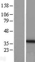 PEX26 Protein (Over-Expression Lysate Myc-DDK (Flag))