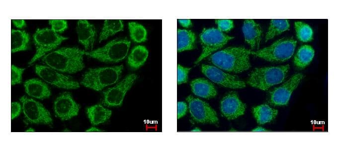 COXG / COX6B1 Antibody (aa23-86)