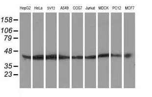 ATG3 Antibody (clone OTI3C6)