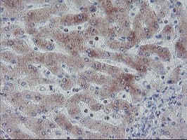 APMAP / C20orf3 Antibody (clone OTI1E5)