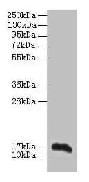 Polyclonal Rabbit anti-Mouse AIF1 / IBA1 Antibody (aa2-147, WB)
