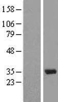 SNRPA / U1A Protein (Over-Expression Lysate Myc-DDK (Flag))