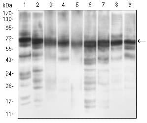 EIF2A / EIF2 Alpha Antibody (aa448-576, clone 3A7A8)