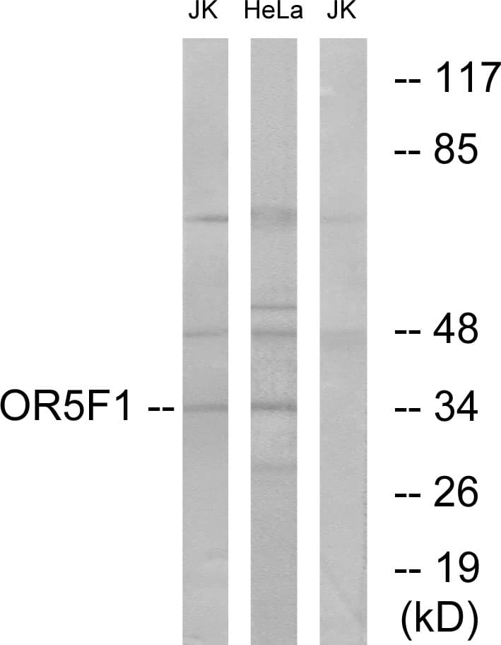 OR5F1 Antibody (aa265-314)