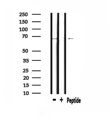CCNK Antibody