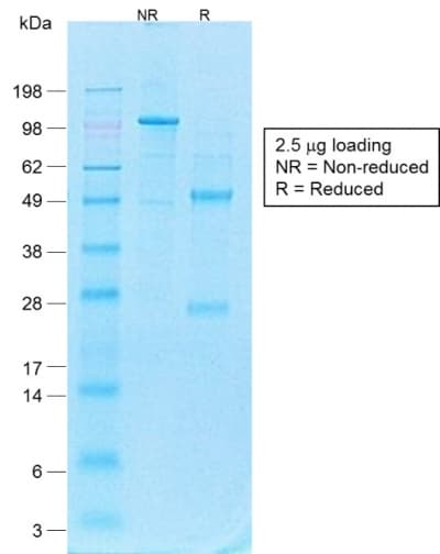 CD44 Antibody (clone CD44v4/1700R, Azide-free, Carrier-free)
