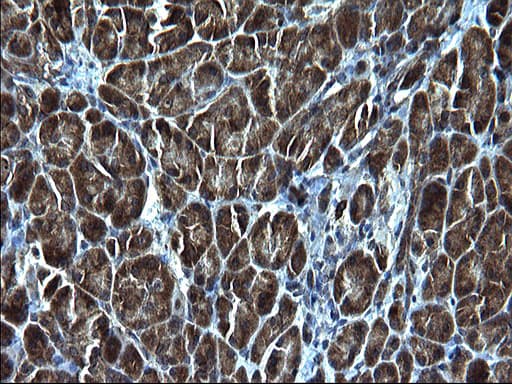 KITLG / SCF Antibody (clone OTI5F6)