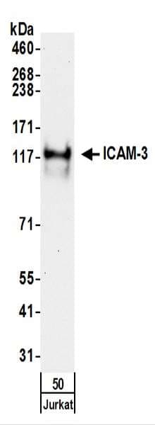 ICAM3 / CD50 Antibody (aa497-547)