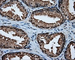 Monoclonal Mouse anti-Human MCL1 / MCL 1 Antibody (clone 10C5, Carrier-free, IHC, IF, WB)