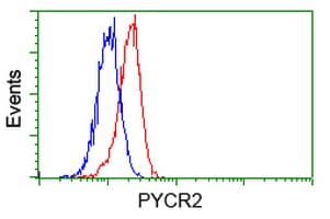 P5CR2 / PYCR2 Antibody (clone OTI2A5, Carrier-free)